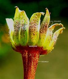  Involucre